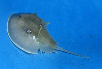 Limulus spec. - Pfeilschwanzkrebs