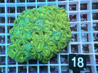 Favia spec. (18) Favia spec. (18)