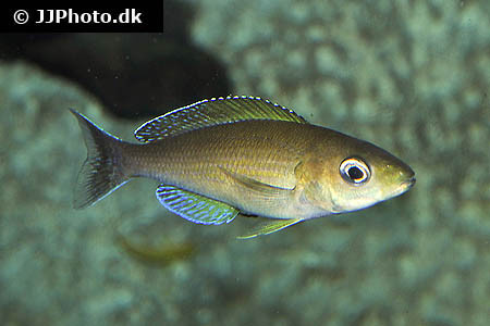Cyprichromis leptosoma - Mpulungu