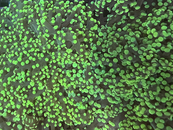 Euphyllia yaeyamaensis - Froschlaich-Koralle grün Einzelpolyp