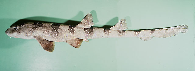 bambus experten Fargesia 'Black Dragon' – bambus kępowy, doniczka 14 cm, wysokość 35 cm main image 1