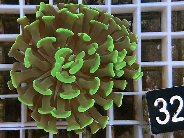 Euphyllia paraancora neon Einzelpolyp (32)
