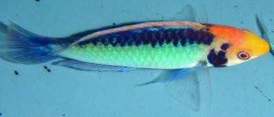 Cirrhilabrus aquamarinus - Türkis-Zwerglippfisch. Männchen