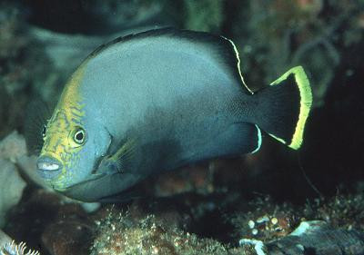 Chaetodontoplus melanosoma - Phantom-Kaiserfisch