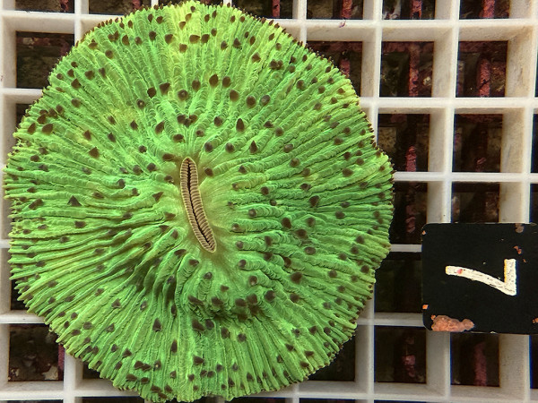 Fungia spec. green (7)