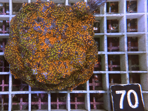 Montipora danae (70)