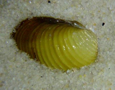 Corbicula javanicus - Körbchenmuschel