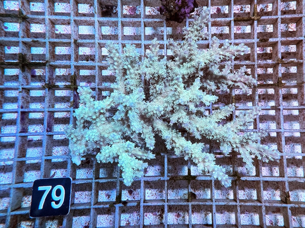 Acropora spec. (79)