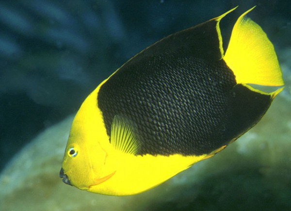 Holacanthus tricolor - Felsenschönheit