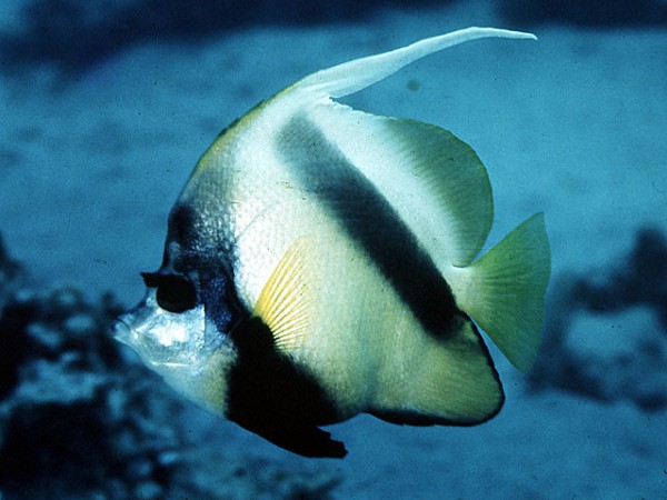 Heniochus intermedius - Rotmeer-Wimpelfisch