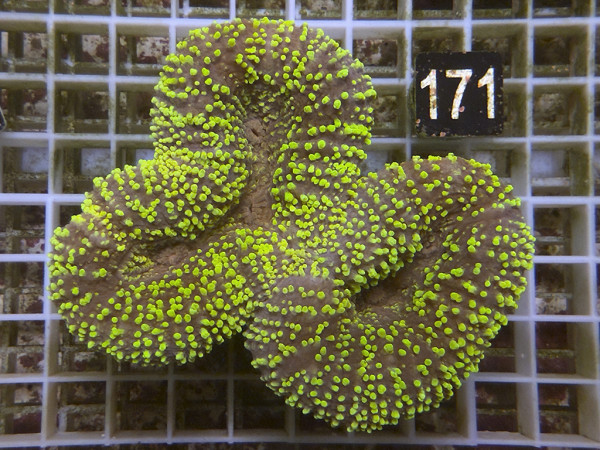 Lobophyllia spec. - Hirnkoralle ultra (171)