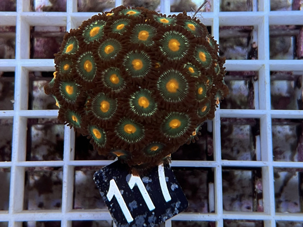 Zoanthus spec. - kleine Krustenanemonen Frag (117)