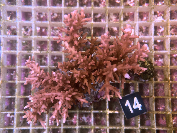 Acropora walindii (14)