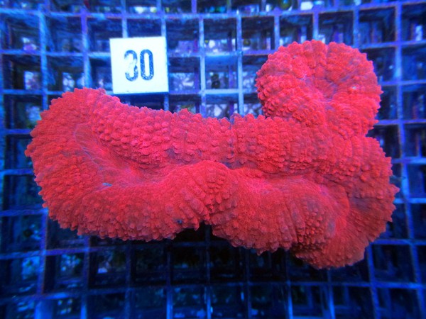 Lobophyllia spec. (30)