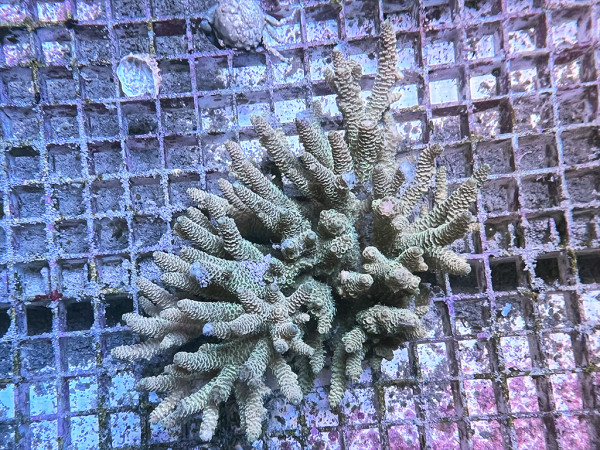 Acropora millepora (142)