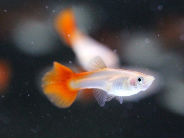 Poecilia reticulata - Rot Guppy Weibchen
