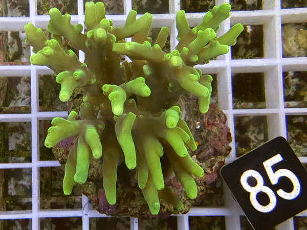 Acropora caroliniana (85)