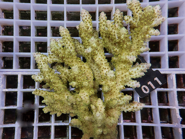 Acropora sp. ultra (011)