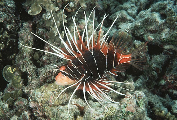 Pterois radiata - Strahlenfeuerfisch