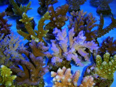 Acropora spec. - Geweihkoralle, Nachzucht