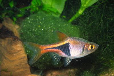Trigonostigma heteromorpha - Keilfleckbärbling