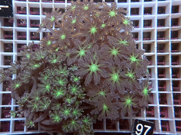 Clavularia spec. - Stolonifera, tricolor (97)
