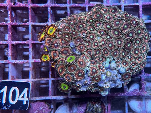 Zoanthus spec. Krustenanemonen (104)
