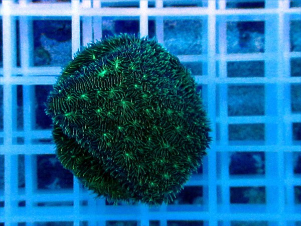 Pavona spec. grün