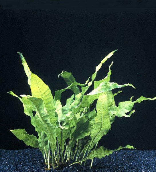 Microsorium pteropus - Pflanzen im Topf
