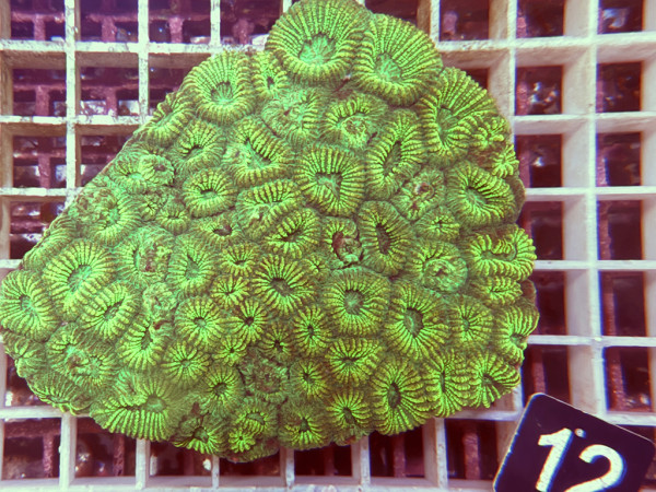 Favia spec.- ultra (12)