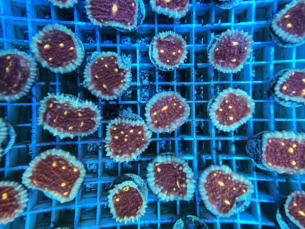 Echinophyllia spp. - Chalice Iron Man Frag