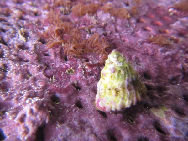 Lithopoma tectum - Karibische Algenschnecke, super Algenfresser