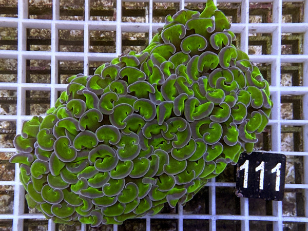 Euphyllia fimbriata bicolor (111)
