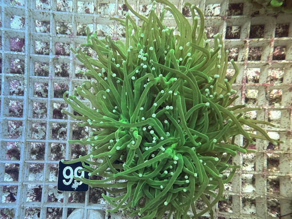 Euphyllia glabrescens green (99)