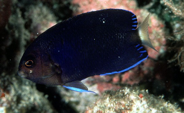 Centropyge flavicauda - Weißschwanz Zwergkaiser