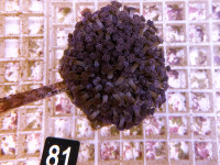 Goniopora spec. - purple (81) Goniopora spec. - purple (81)