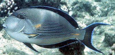 Acanthurus sohal - Arabischer Doktorfisch