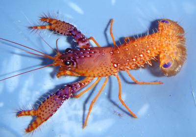 Enoplometopus daumi - Violetter Riffhummer