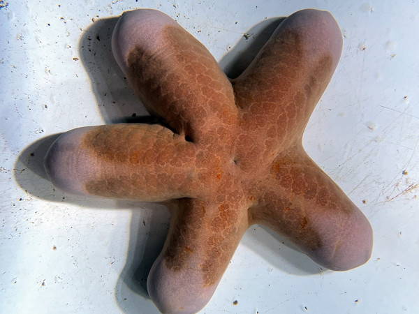 Choriaster granulatus - Walzenseestern 15-18cm