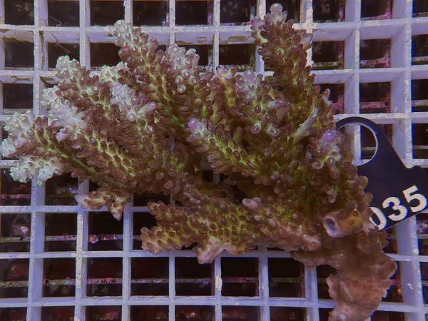 Acropora sp. ultra (035)