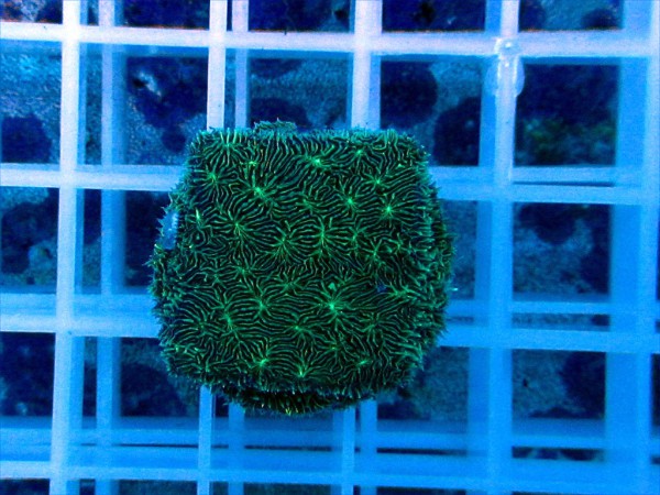 Pavona spec. grün
