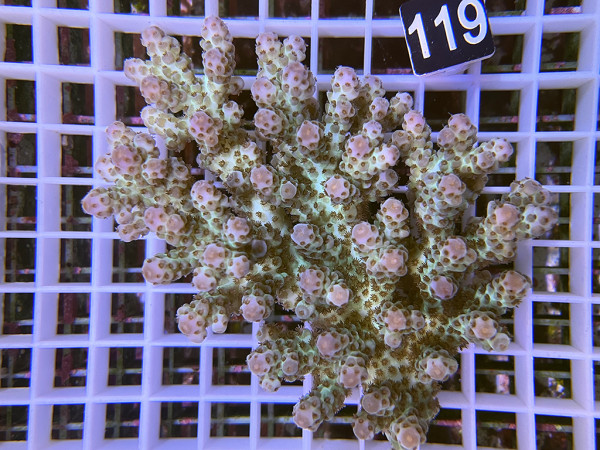 Acropora sp. ultra (119)