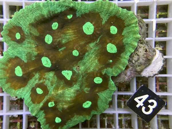 Pectinia spp. - Pectinia (43)