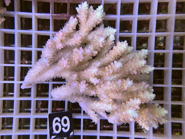 Acropora microlados - Strawberry shortcake (69)