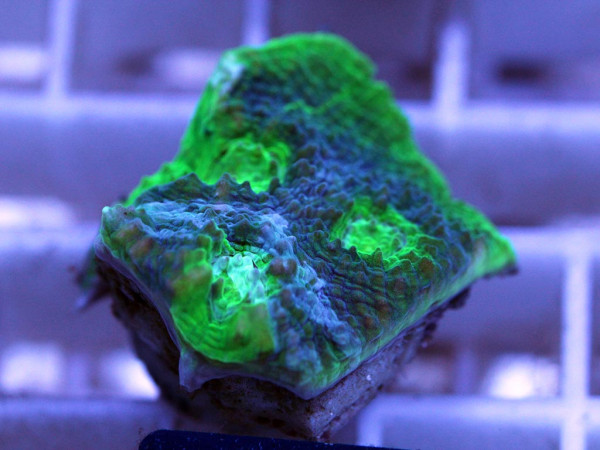 Echinophyllia spec. Frag (25)