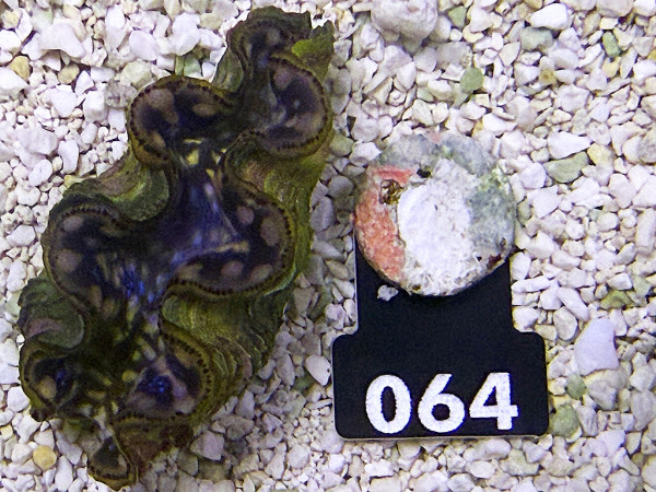 Tridacna maxima 5-6 cm (064)