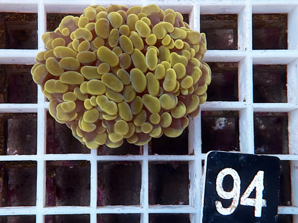 Euphyllia paraancora gold Einzelpolyp (94)