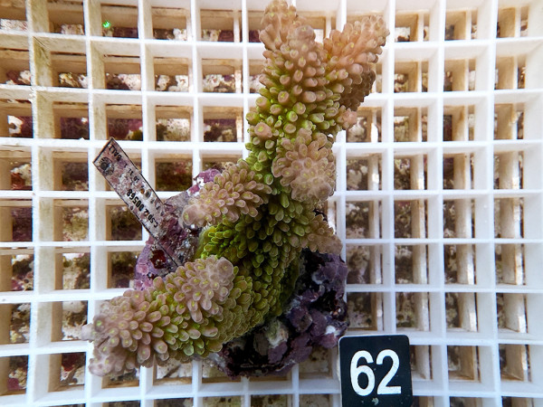 Acropora robusta (62)