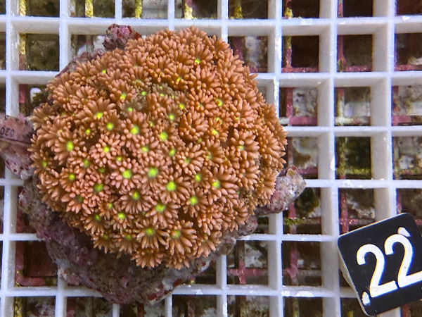Goniopora spec. bicolor (22)
