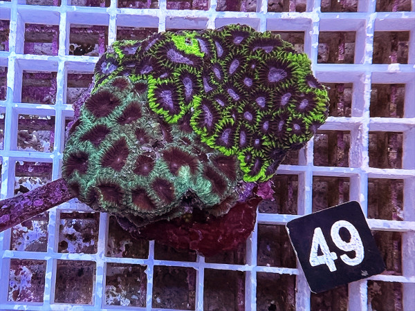 Favites spec. (49)